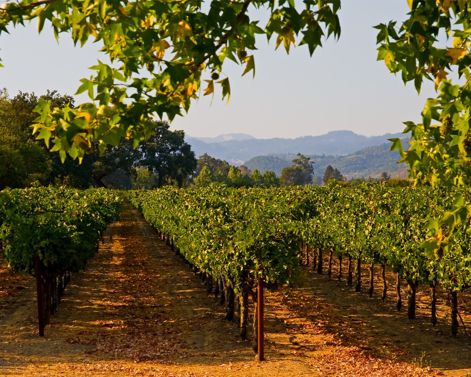 Two Night Sonoma Wine Tour Experience